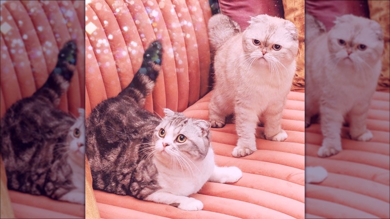 Les deux chats de Taylor Swift sur le canapé