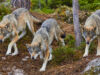 Trois loups gris descendant une colline