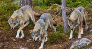 Trois loups gris descendant une colline