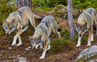 Trois loups gris descendant une colline