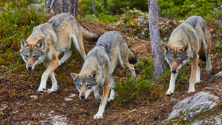 Trois loups gris descendant une colline