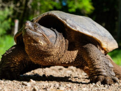 Grande tortue serpentine sur terre