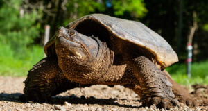 Grande tortue serpentine sur terre