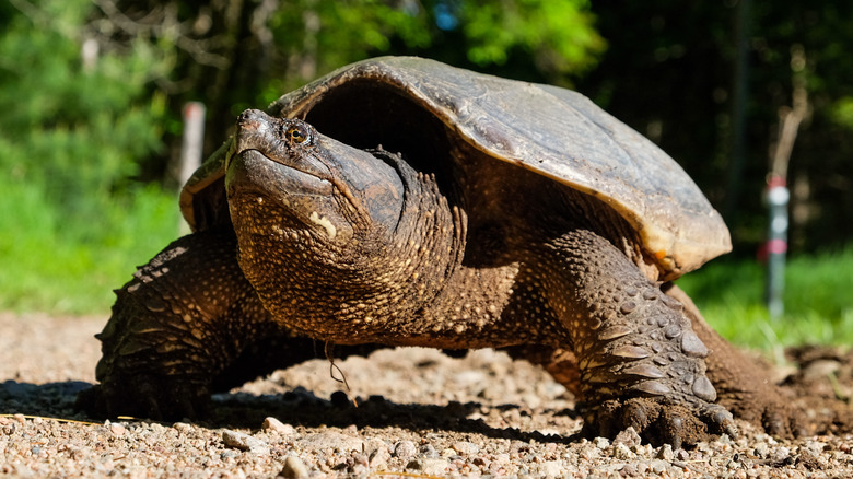 Grande tortue serpentine sur terre