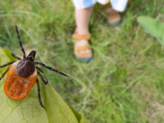 Tique du cerf prête à s'accrocher à un hôte de passage