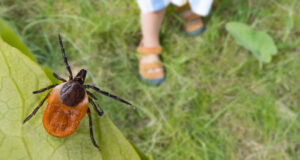 Tique du cerf prête à s'accrocher à un hôte de passage