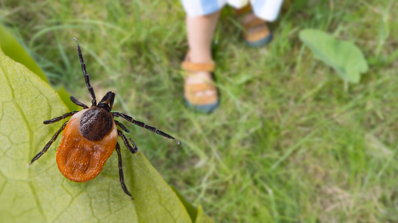 Tique du cerf prête à s'accrocher à un hôte de passage