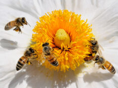 Des abeilles flottant autour d'une fleur