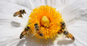 Des abeilles flottant autour d'une fleur