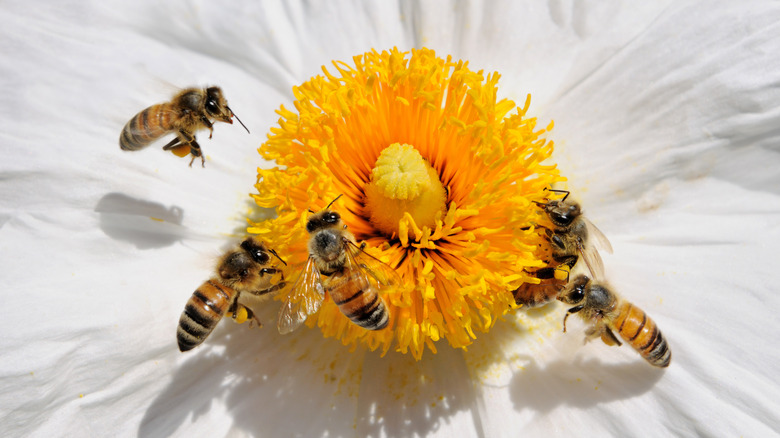 Des abeilles flottant autour d'une fleur