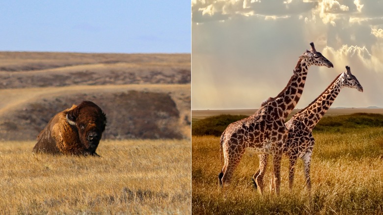 Côte à côte, des bisons dans le parc national des Prairies et des girafes dans la savane africaine