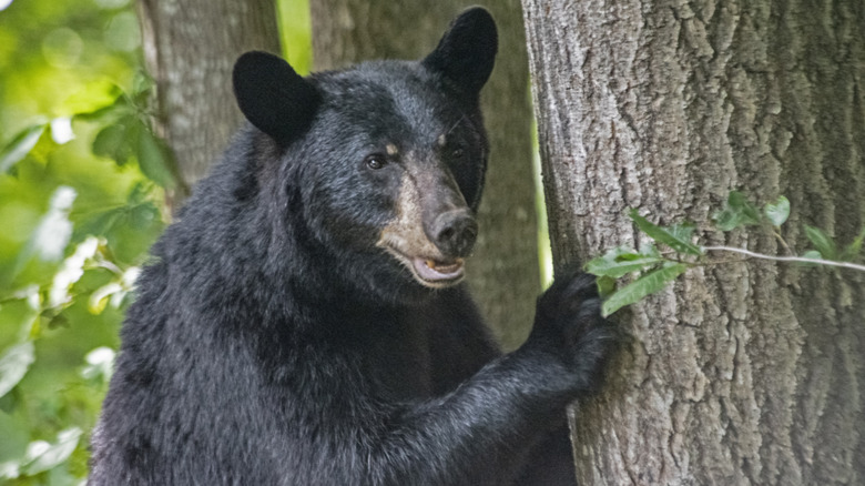 ours noir près d'un arbre