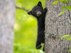 Visitez ce parc national américain pour des vues incroyables sur les ours noirs