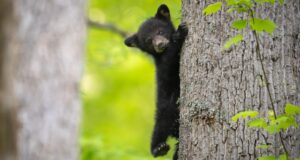 Visitez ce parc national américain pour des vues incroyables sur les ours noirs