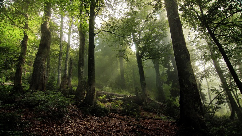 Forêts du parc national de Kharagauli 