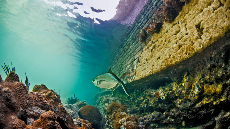 plongée en apnée le long du mur des douves du parc national de Dry Tortugas