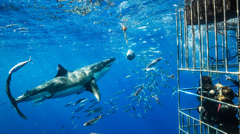 Plongée en cage avec un grand requin blanc