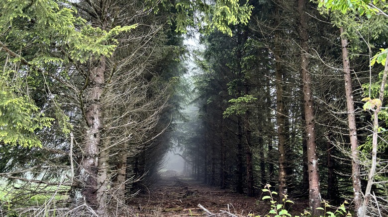 Forêts brumeuses de France