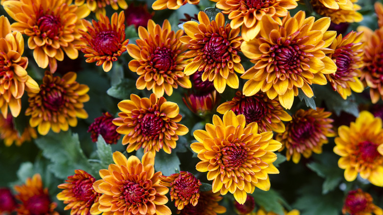 chrysanthèmes oranges