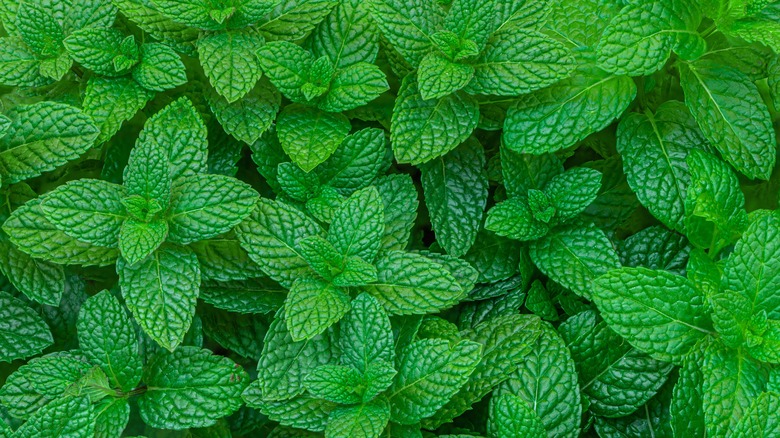 plantes de menthe poivrée