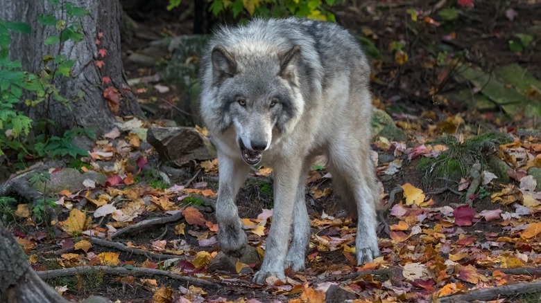 Loup gris qui grogne