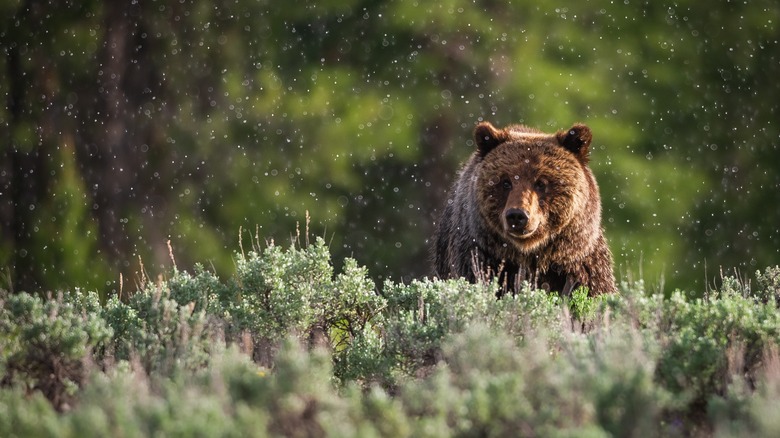 Ours dans le parc national des Glaciers