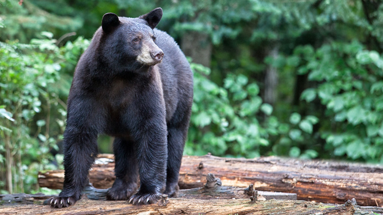 ours noir dans les bois