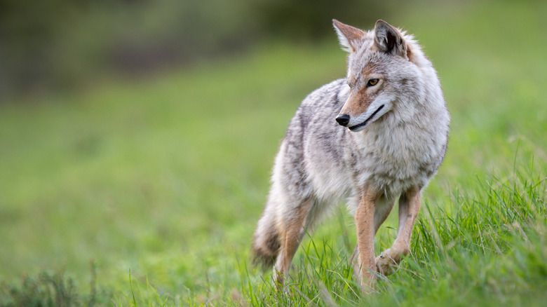 coyote dans le champ