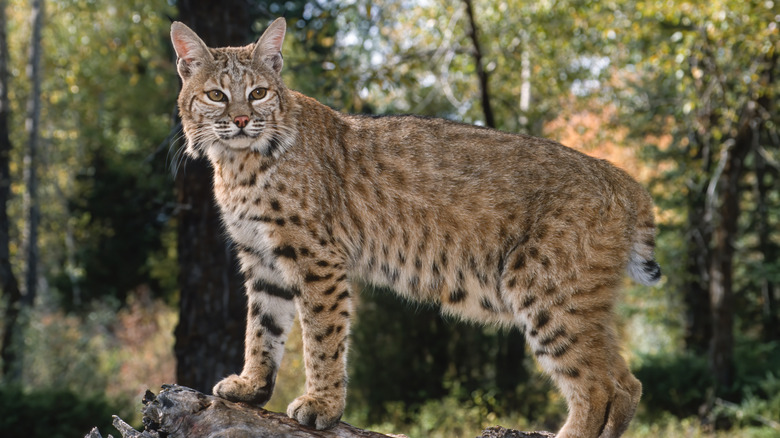 lynx roux dans les bois