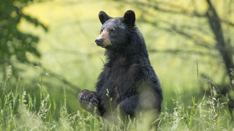 ours noir assis droit dans une forêt