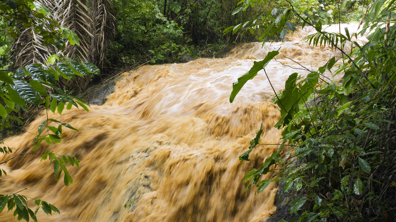 L'eau courante dans la jungle