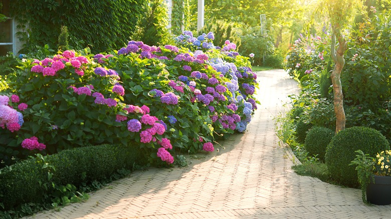 Allée de jardin avec des hortensias 