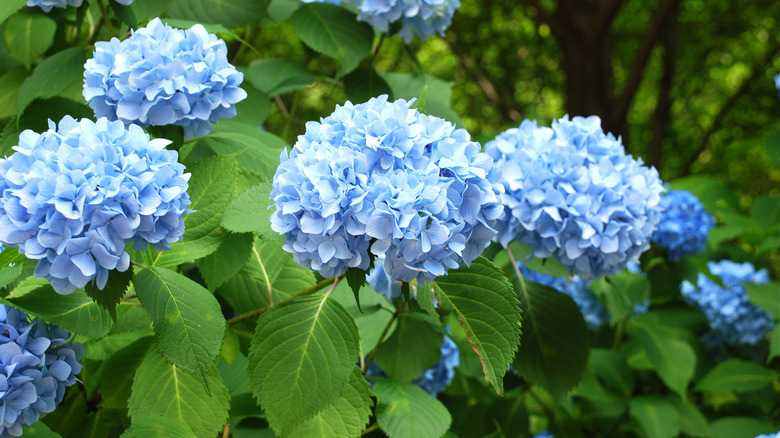 Hortensias bleus