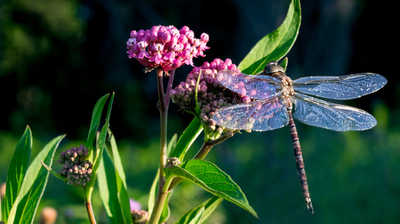 libellule et plante d'asclépiade