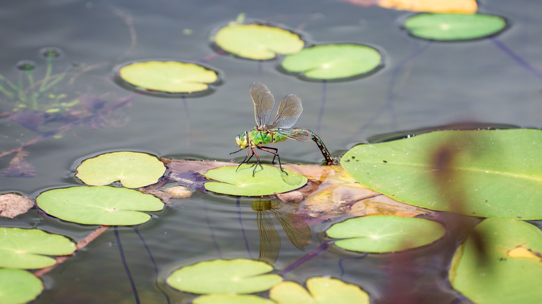 libellule sur nénuphar