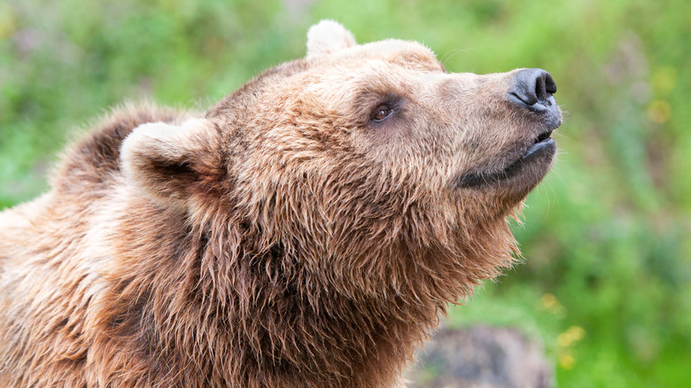 Ours qui sent l'air