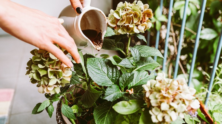 Femme ajoutant de l'engrais liquide à une plante en pot