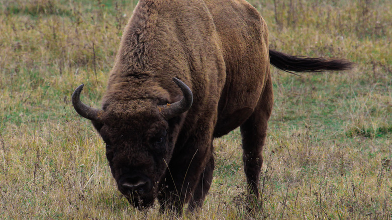 Bison se préparant à charger