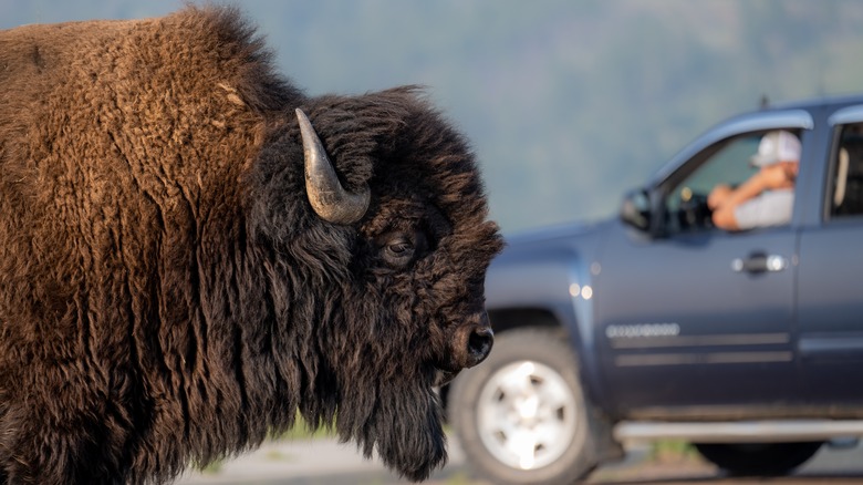 observer les bisons depuis un camion