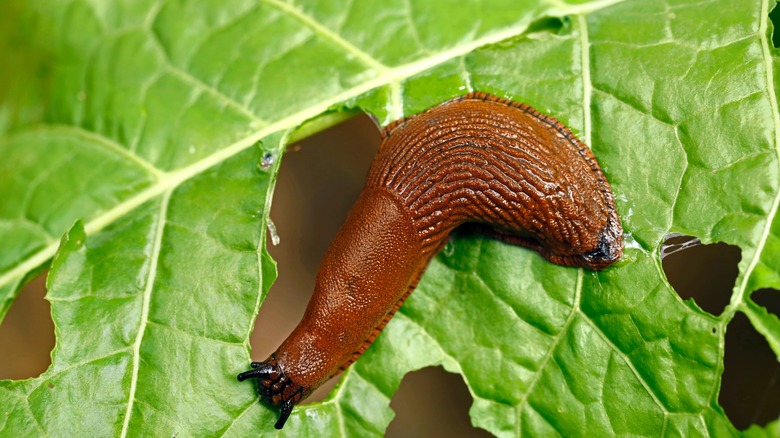 limace sur une feuille