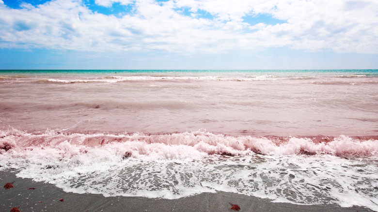 marée rouge sur une plage en Floride