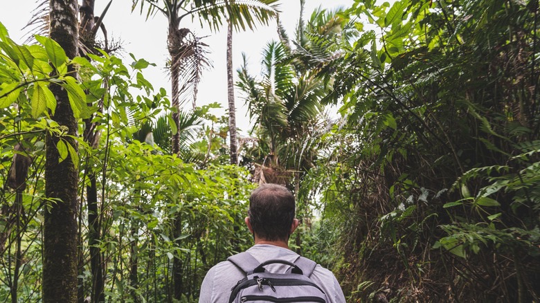 randonnée dans la forêt tropicale nationale d'El Yunque