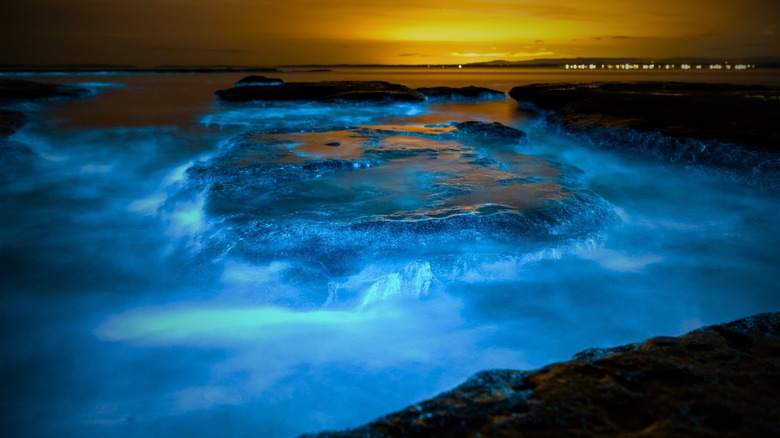 plancton bioluminescent illuminant l'eau