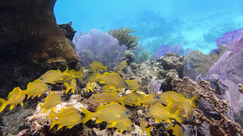 poisson de récif jaune nageant