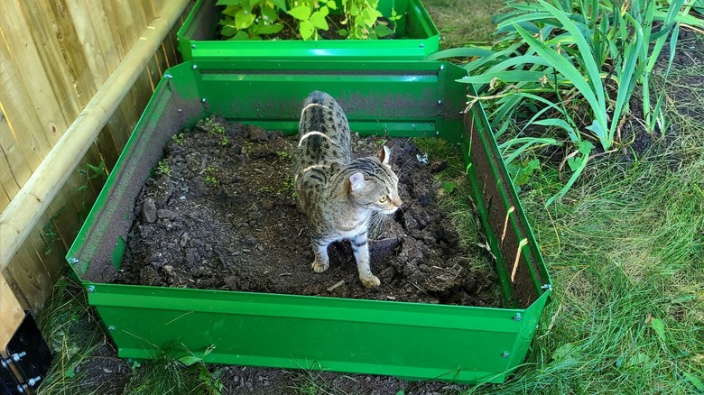 chat dans le jardin