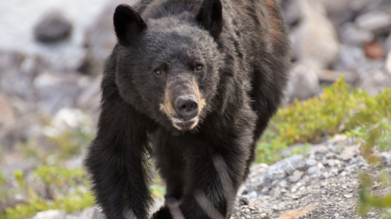 Chargement d'un ours noir