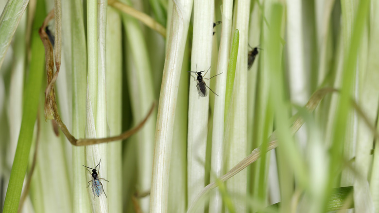 Moucherons fongiques dans les oignons verts