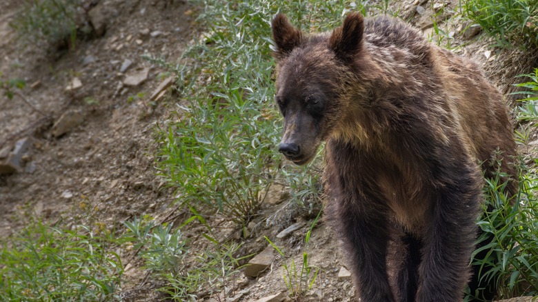 jeune grizzly