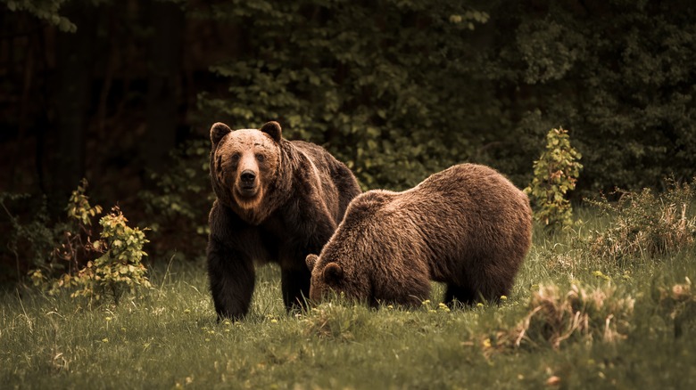 couple d'ours bruns