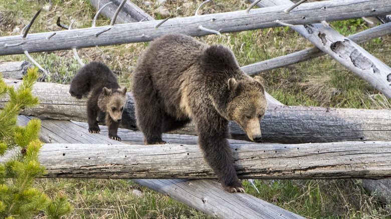 maman ours et son ourson